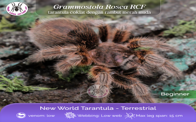 grammostola rosea RCF female 6-7 cm tarantula